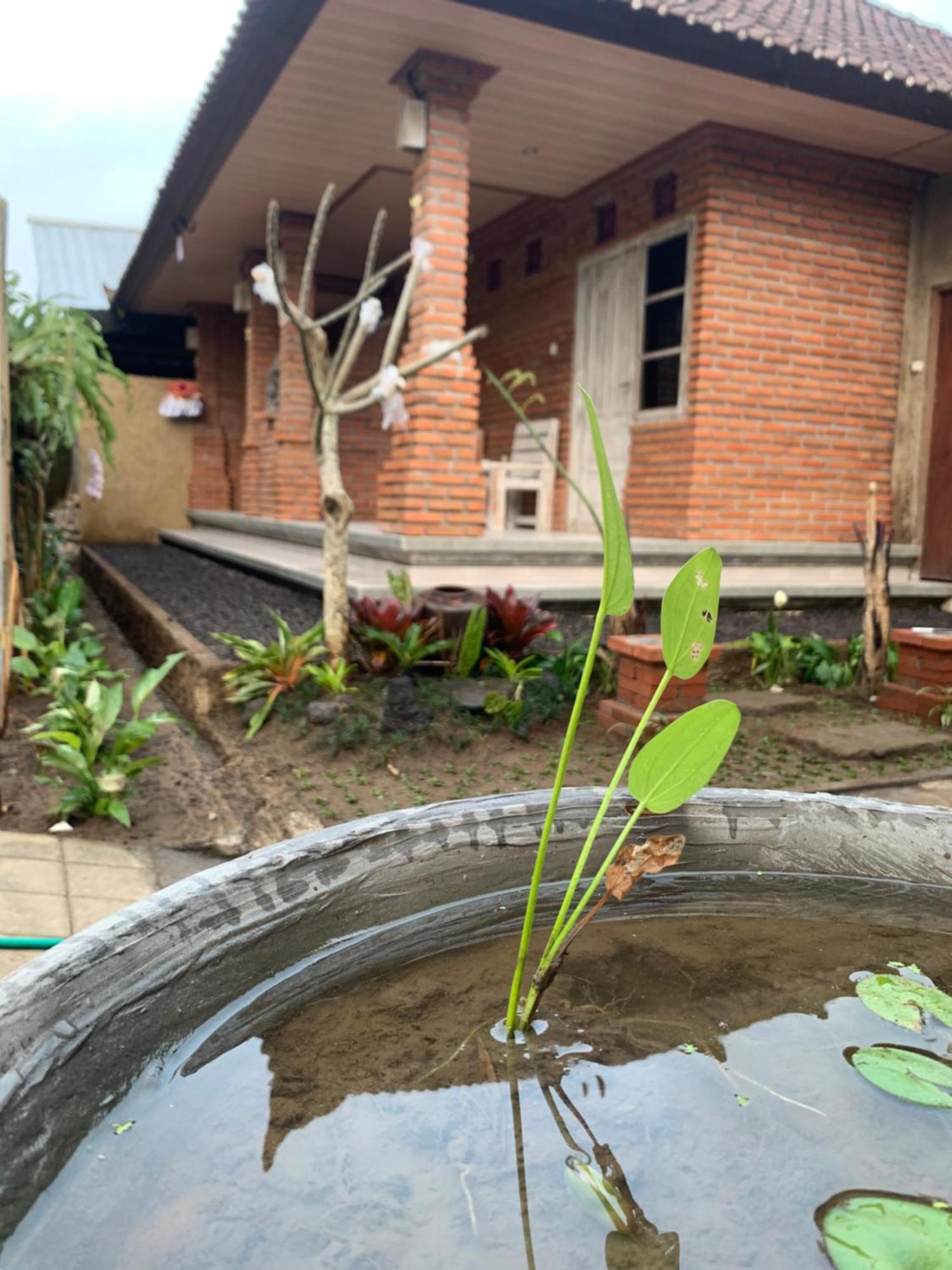 Ambara Guest House Tampaksiring Eksteriør bilde